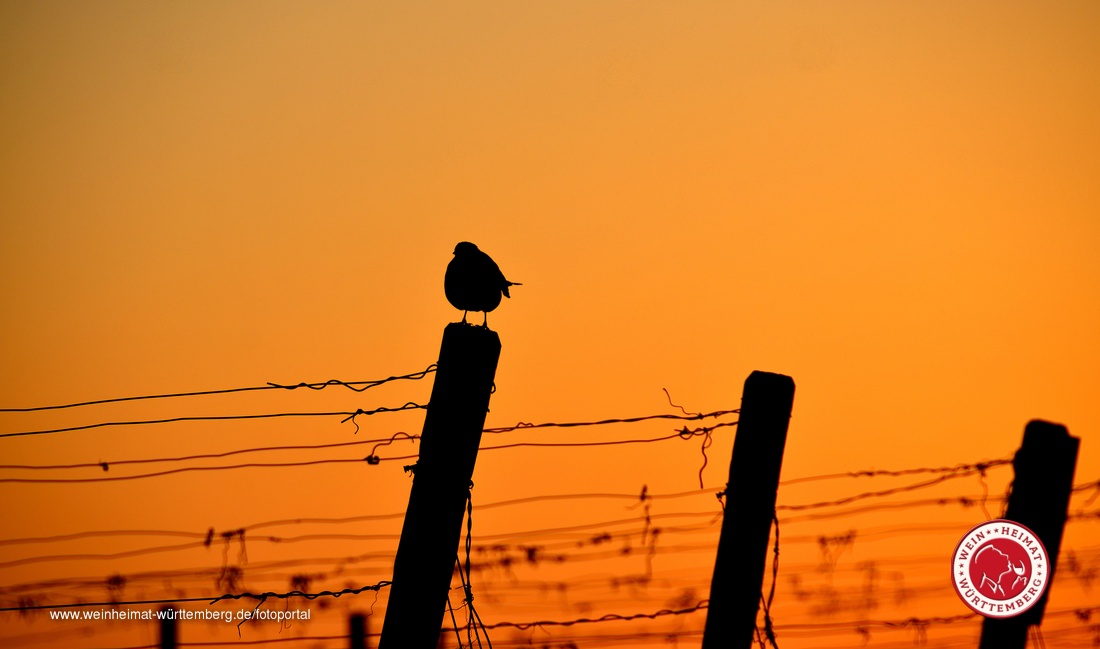 Man sieht eine Amsel im Morgengrauen im Weinberg sitzen, im Hintergrund geht die Sonne gerade auf.