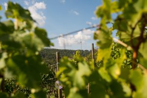 Man sieht die Weinberge von Rohracker und im Hintergrund den Fernsehturm