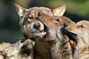 Ein Wolfsrudel im Wildpark Bad Mergentheim