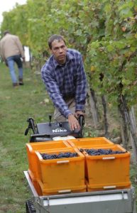 Martin H&auml;fele bei der Weinlese in Metzingen