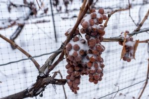 Gefrorene Trauben bei der Eiswein Ernte