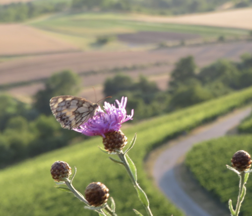 Welche Weine trinkt man im Sommer?