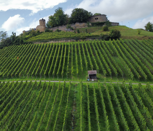 Ausflugstipp: Die Burgruine Weibertreu