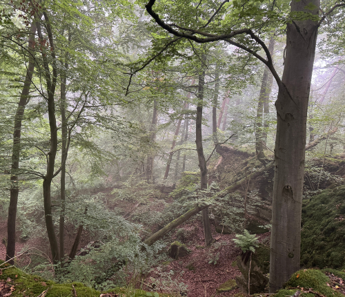 Ausflugstipp im Heuchelberger Wald