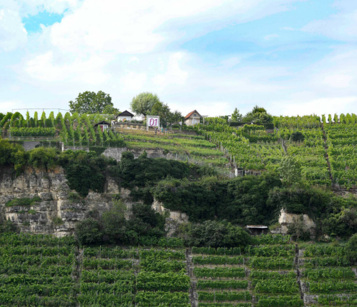 Ausflugtipp: Steillagen Ludwigsburg