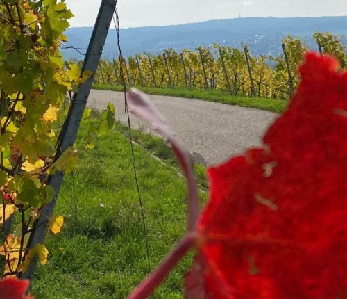 Ausflugtipp: Württemberger Weinwege