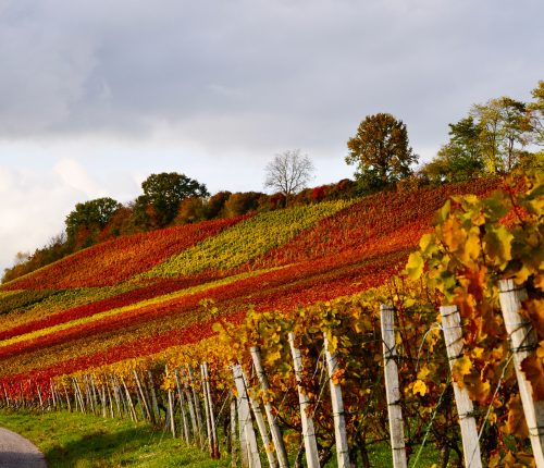 Neckar und Zaber: Wanderlust trifft Weingenuss