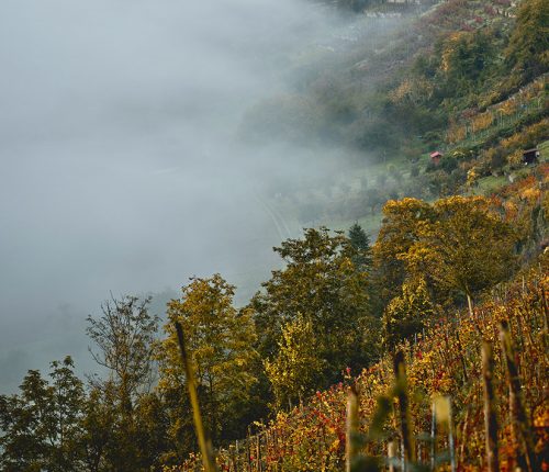 Reben im Jahreswechsel