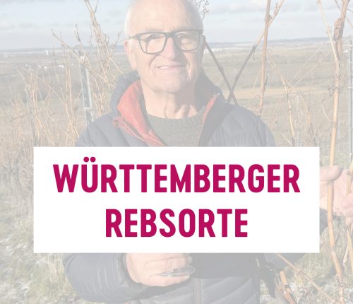 Württemberger Rebsorte: Weißburgunder