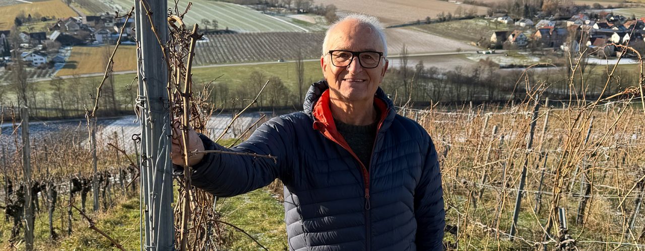 Württemberger Rebsorte: Weißburgunder