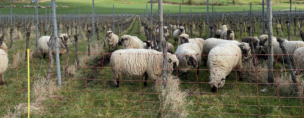 Natürlich, nachhaltig und ganz neu: „sheepwork – määhd in Markelsheim“