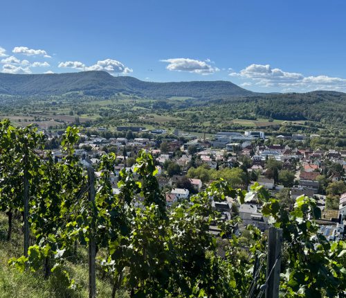 Württemberger Weinherbst: Meine erste Lese