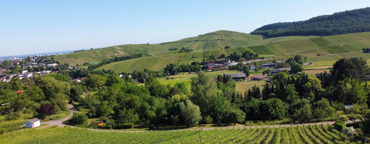 Württemberger Weinherbst: einfach erklärt
