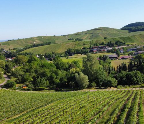 Württemberger Weinherbst: einfach erklärt
